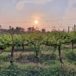 Vineyard 8
