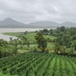 View from Vineyard room